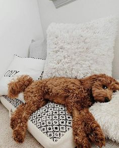 a brown poodle laying on top of a pillow next to pillows and blankets in a room