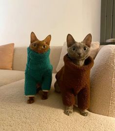 two cats wearing sweaters sitting on a couch