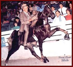 a man riding on the back of a black horse in front of a large crowd