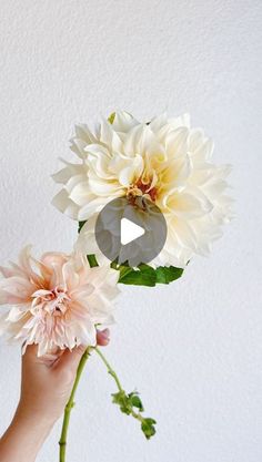 a person holding two white flowers in their left hand and another flower on the right