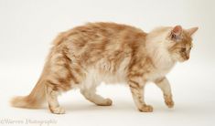 an orange and white cat walking across a white background