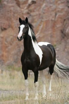 a black and white horse standing on top of a grass covered field next to a mountain