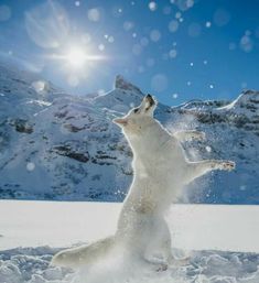 a polar bear standing on its hind legs in the snow