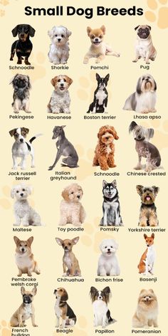 small dog breeds with their names and pictures