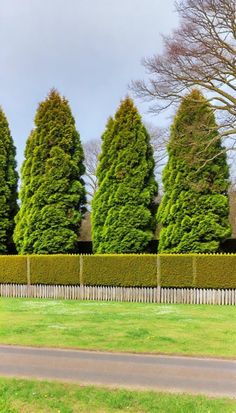 a row of trees next to a road