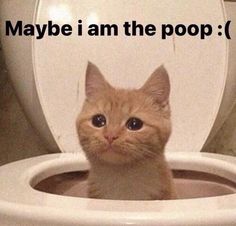 an orange cat sitting on top of a toilet seat with the caption maybe i am the poop