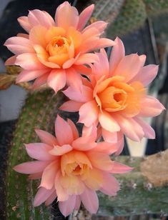 two pink flowers are blooming on a cactus plant in the sun, with other plants behind them