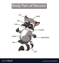 the parts of a raccoon on a white background