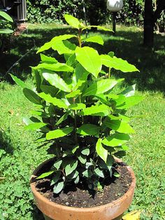 a potted plant in the middle of a yard with grass and trees behind it