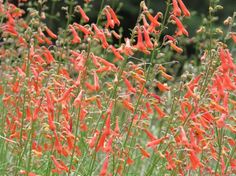 some very pretty red flowers in the grass