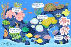 an underwater scene with corals and other marine life, including seaweed, corals