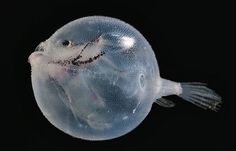 a jellyfish in black and white with its mouth open