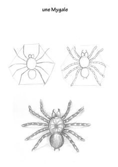 three different types of spiders are shown in this drawing