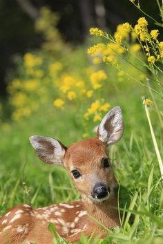 a baby deer laying in the grass next to some yellow flowers