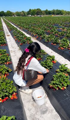 a woman kneeling down to pick strawberries in a field