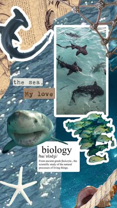 the collage shows various marine life including dolphins, sharks and sea stars