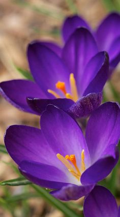 three purple flowers with yellow stamens in the middle