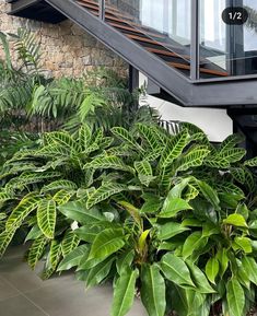 some very pretty plants by the side of a building with stairs leading up to it