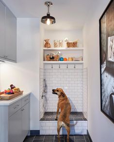 a brown dog standing on its hind legs in a white tiled bathroom with black tile flooring