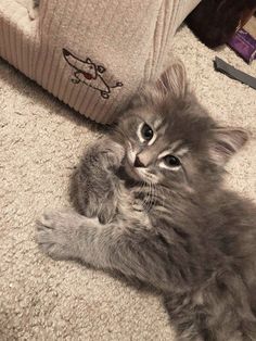 a kitten is laying on the floor with its paws up and it's eyes wide open