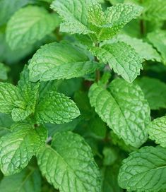 green leaves are growing in the garden