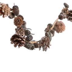 some pine cones are hanging from a branch