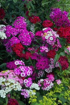 many different colored flowers are growing in the garden together and one is red, white, purple, and yellow