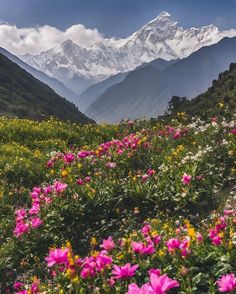 flowers in the foreground with mountains in the background