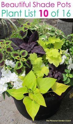 the beautiful shade pots plant list 10 of 16 is out now and it's easy to grow