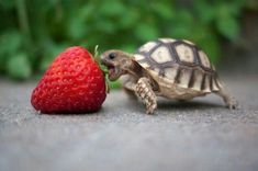 a tortoise eating a strawberry on the ground