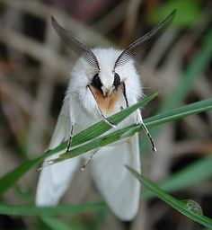 a close up of a small white bird on some green grass with its wings spread