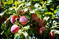 a tree filled with lots of ripe peaches