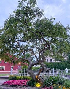 a tree that is sitting in the middle of some flowers and trees with lights on it