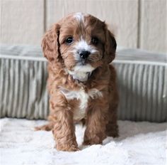 a small brown and white dog sitting on top of a bed