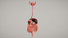 Human Digestive System - URP The Human Digestive System, Human Digestive System, Game Character Design, Character Sketch, Character Design Male, Video Game Characters