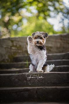 a small dog is sitting on some steps