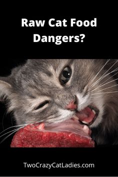 a cat biting on a piece of meat with the caption raw cat food dangers?