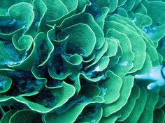 a close up view of some green corals