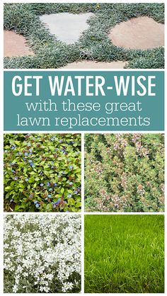 some white flowers and green grass with the words get water - wise with these great lawn repairs