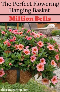 the perfect flowering hanging basket for million bells