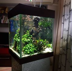 an aquarium with plants and fish in it