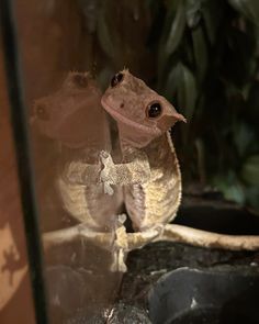 a small lizard sitting on top of a rock in front of a glass window next to a potted plant