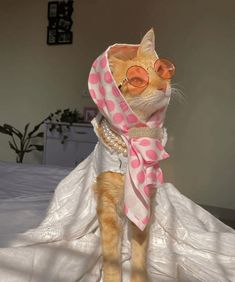 a cat wearing glasses and a dress on top of a bed