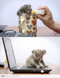 a koala sitting on top of a laptop computer next to a baby koala