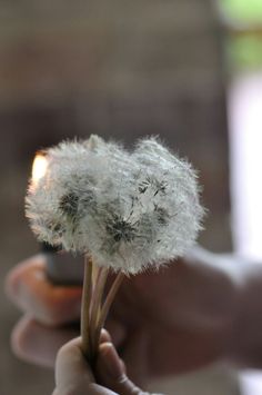 someone holding a dandelion in their hand with the light on it's side