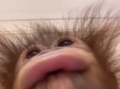 a baby monkey sticking its tongue out