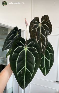 a plant with green leaves hanging from it's side in someones hand,