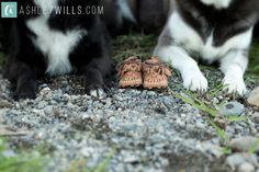 a black and white dog laying next to a pair of brown shoes on the ground