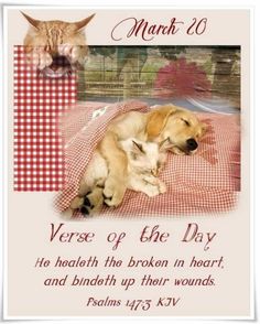 a dog and cat laying on top of a red checkered blanket with the caption verse of the day