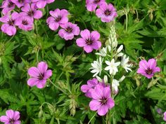 purple and white flowers are growing in the grass